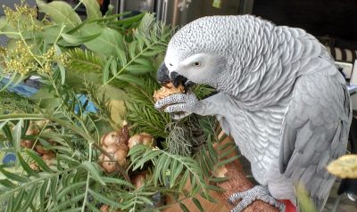 попугай жако кормится кипарисовыми шишками