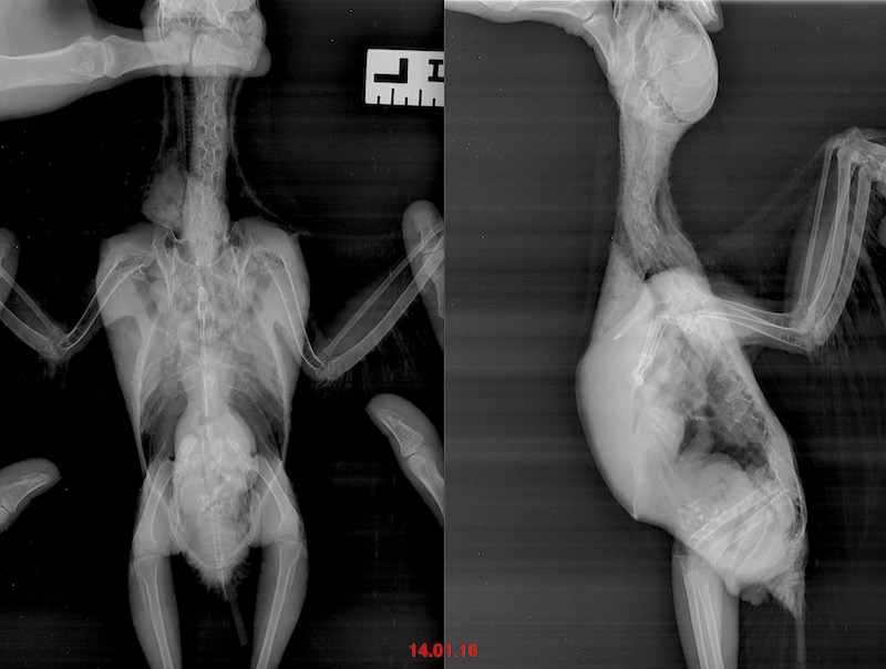 рентген попугая амазона лечение от аспергиллеза