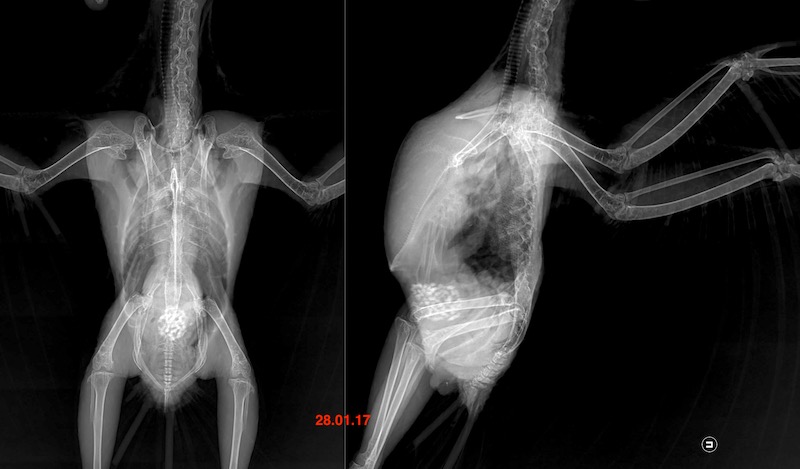 рентген попугая амазона лечение
