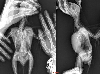рентгеновский снимок попугая амазона лечение от грибковой инфекции