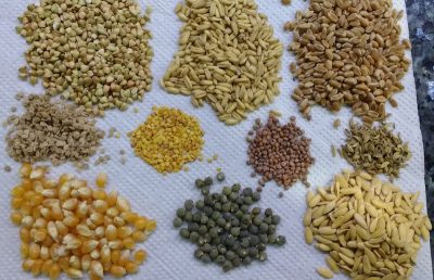 рис, пшеница, гречка, горох, фенхель, кукуруза для проращивания для попугая