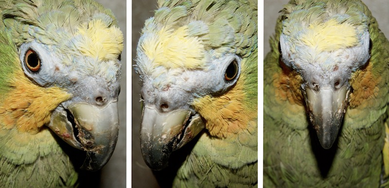 воспаленная кожа ноздрей и вокруг глаз у попугая венесуэльского амазона