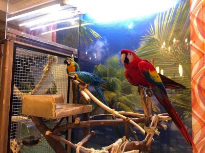 попугай ара отзыв о лечении птиц ветеринарным врачом птичьим доктором Козлитиным