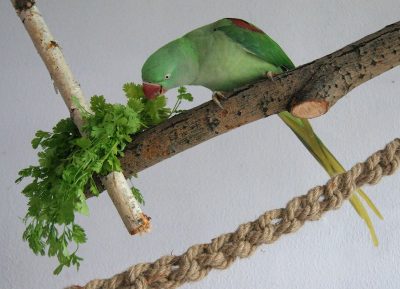 ожереловый попугай ест кинзу