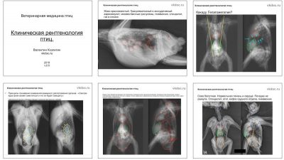 вебинар рентгенология птиц для ветеринарных врачей