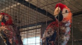 цирковирус попугаев ара, анализы, кровь, перо, помет, мазки из клоаки, зоба