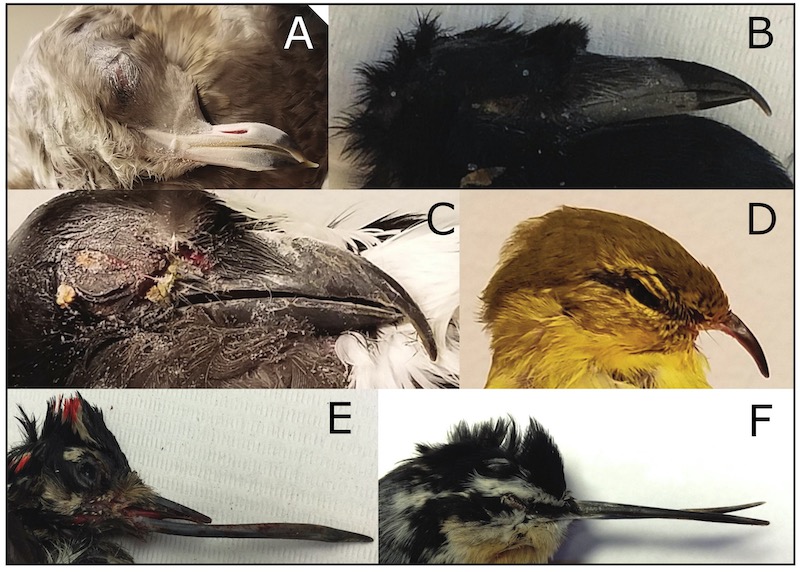 искривленные клювы диких птиц больных поецивирусом на Аляске