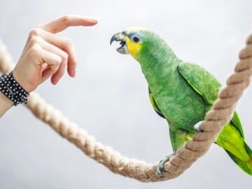 лечение попугая венесуэльского амазона от аспергиллеза.