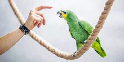 лечение попугая венесуэльского амазона от аспергиллеза.