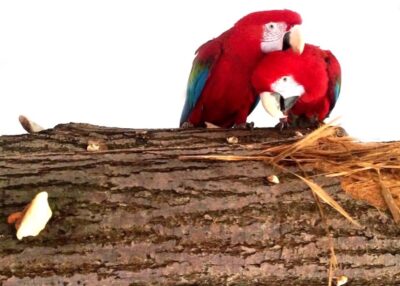 ветки бревна попугаям зеленокрылым ара