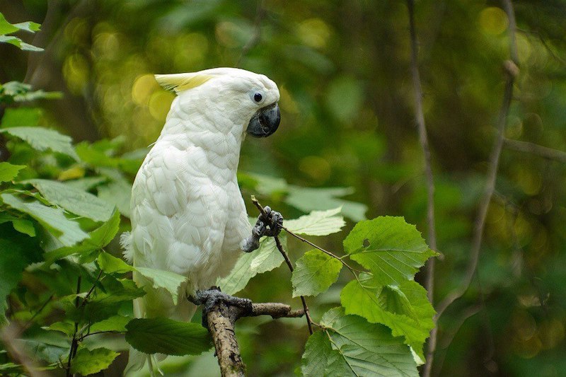 ветки для попугаев желтохохлых какаду