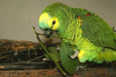 ветки деревьев для попугаев синелобых амазонов