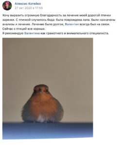 отзывы о лечении птиц онлайн, Санкт-Петербург. Зарянка.