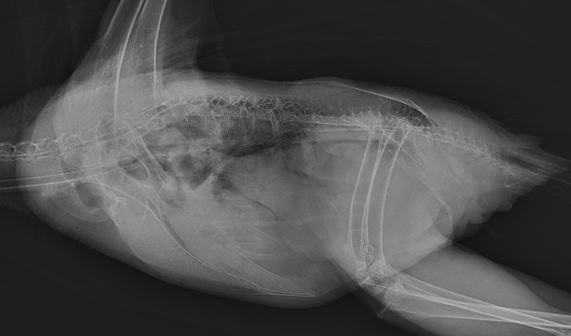 рентген орла могильника на боку, интубация