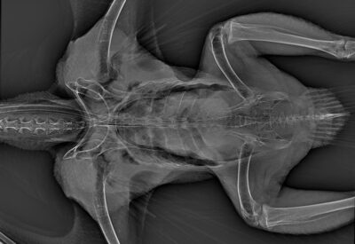 рентген орла могильника на спине, не правильная интубация
