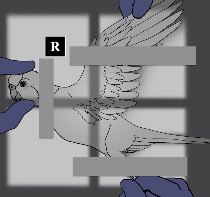 рентген попугаю на боку, фиксация скотчем