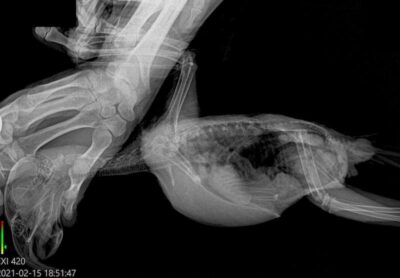 рентген попугая жако на боку