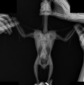 рентген попугая жако на спине