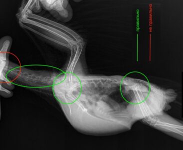 рентген попугаям жако на боку, как делать правильно