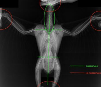 рентген попугаям жако на спине, как правильно держать