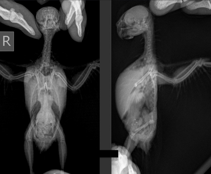 рентген волнистого попугая, как делать