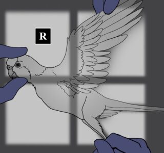 как держать птицу на рентгене на боку