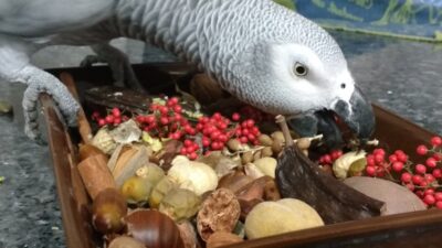 ореховая тарелка для попугаев, сколько орехов можно давать попугаям