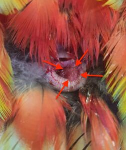 вирусный папилломатоз попугаев ара, шишка в клоаке, розовая
