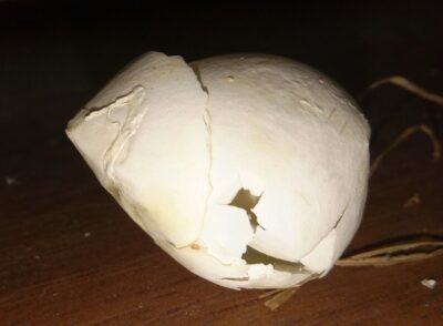 попугай венесуэльский амазон снёс яйцо скорлупа очень тонкая