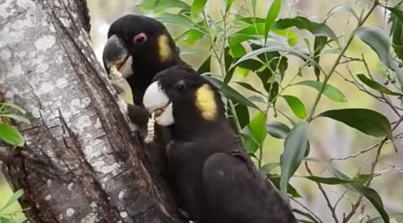 попугаи черные желтохвостые какаду едят личинок насекомых