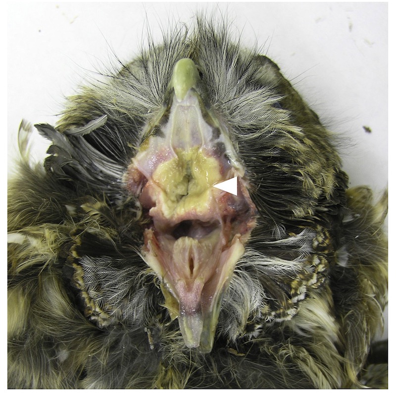 трихомоноз сов, паткартина поражения в ротовой полости