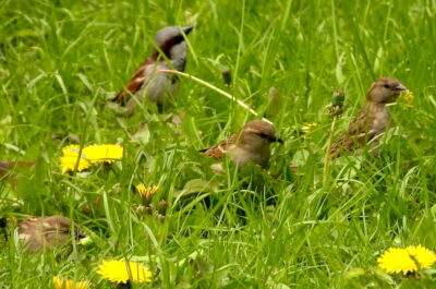 Домовые воробьи (Passer domesticus) кормятся на городском газоне одуванчиками (Taraxacum officinale).