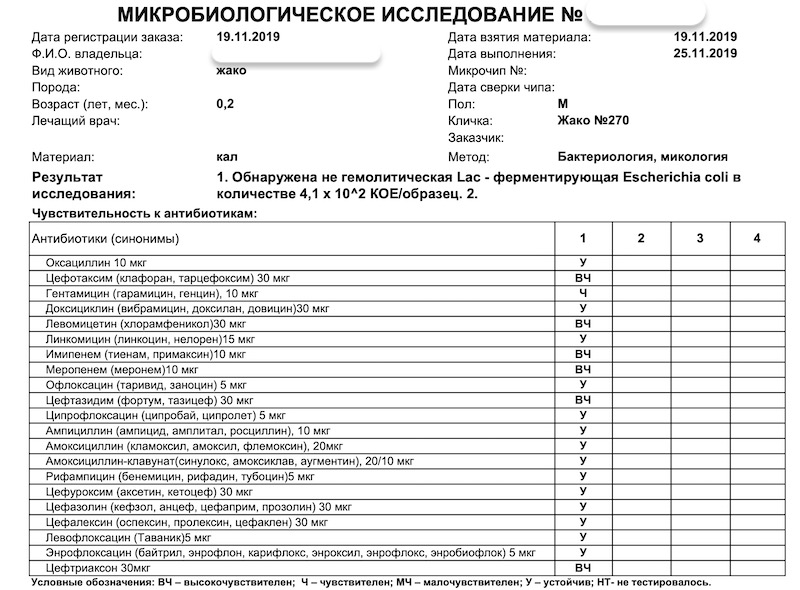 бактериологический анализ помёта попугая жако кишечная палочка