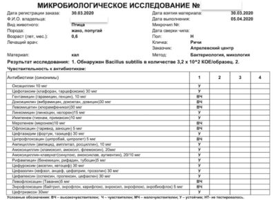 бактериологический анализ помёта попугая жако после лечения