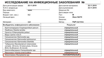 микопллазмоз птенца выкормыша попугая жако сразу после покупки