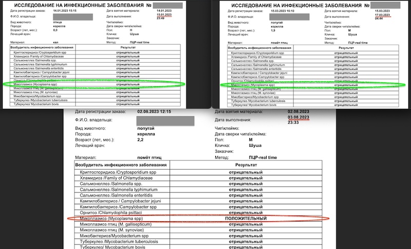 пцр анализ помёта попугаев корелл на микоплазмоз